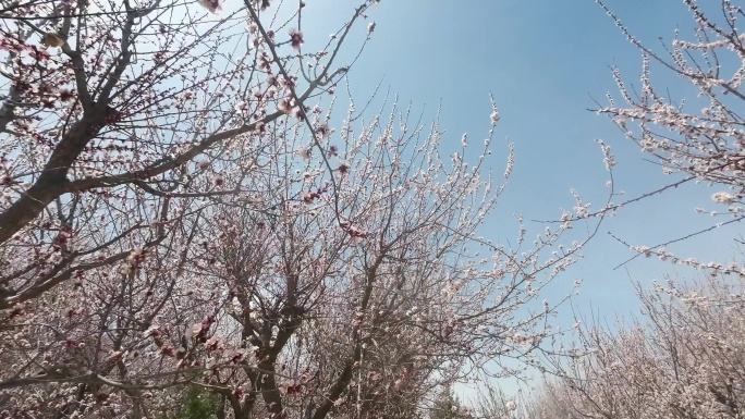 甘肃西北春天杏花花开季节