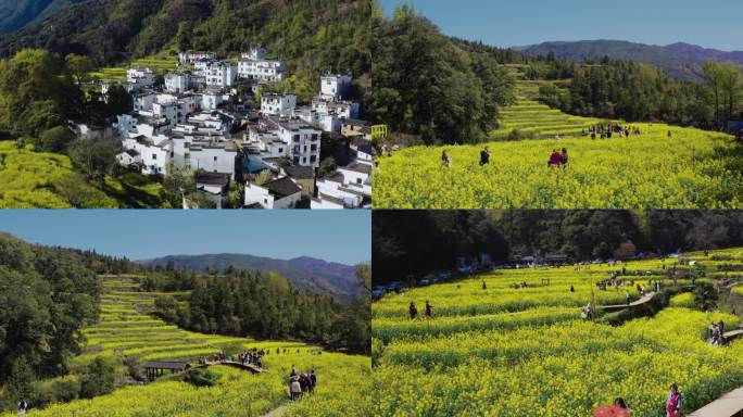 婺源江岭油菜花观赏