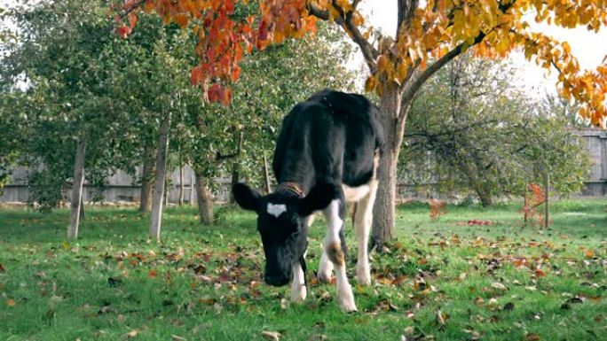 秋季，牲畜幼牛在金色花园中束缚放牧草