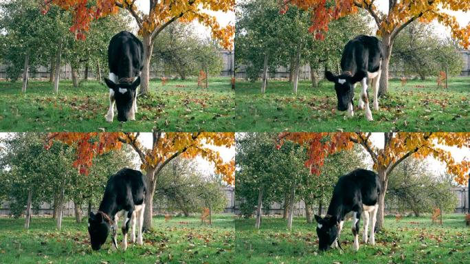 秋季，牲畜幼牛在金色花园中束缚放牧草