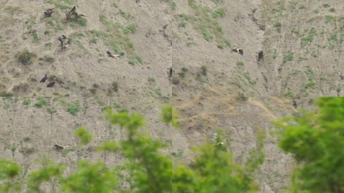 灰质秃鹫 (Aegypius monachus)