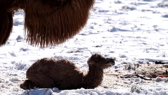 骆驼视频 雪中骆驼 小骆驼 寒冷恶略天气