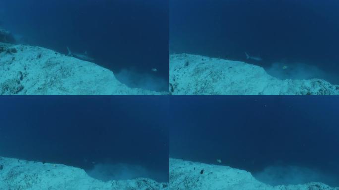 野生虎鲨在马尔代夫的海底悬崖上巡游