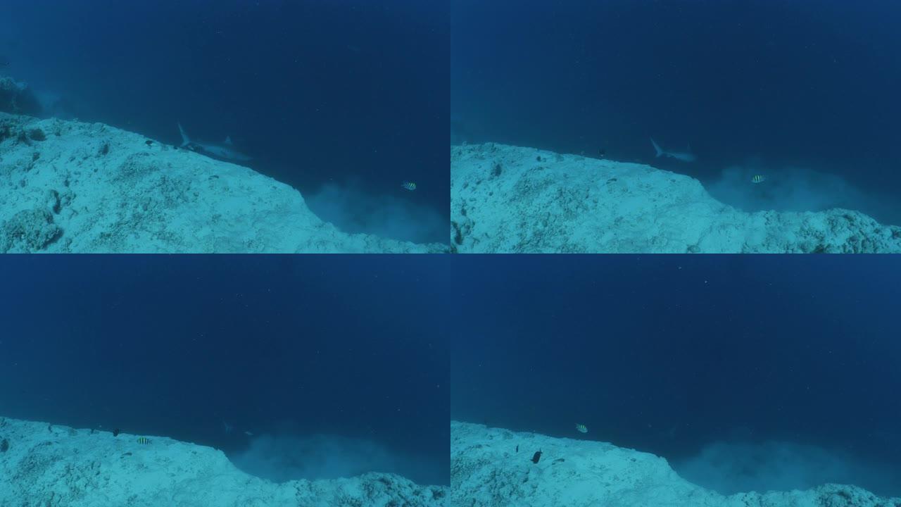 野生虎鲨在马尔代夫的海底悬崖上巡游