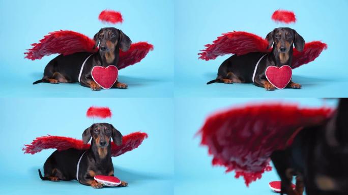 可爱的黑色和棕褐色腊肠犬躺在明亮的蓝色背景上，背面有深红色的羽毛翅膀，头顶上有光环，爪子里有红色的心