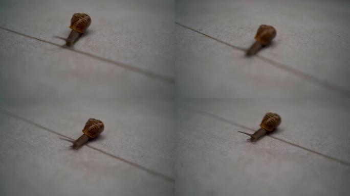一只棕黄色的蜗牛在瓷砖上爬行，在瓷砖上产生粘稠的粘液，直到弄湿。
