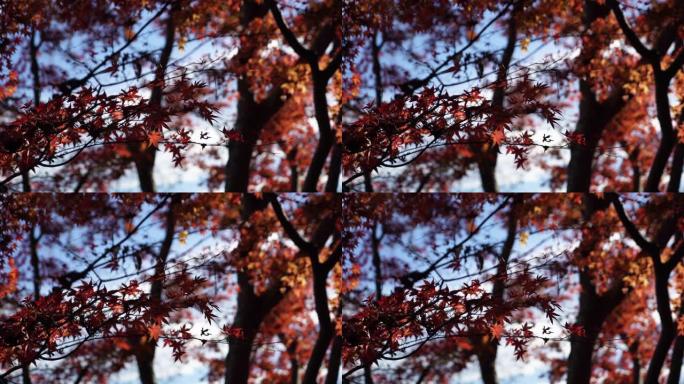 我拍了高尾山的秋叶。