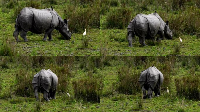在草原上放牧的印度一角犀牛 (Rhinoceros unicornis)