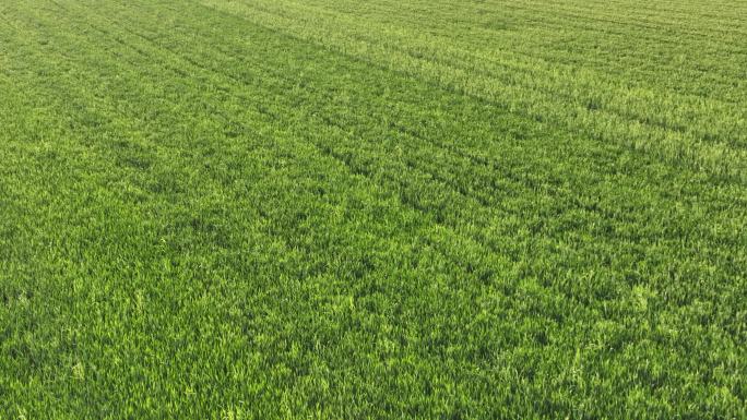 农田 小麦 宝鸡 航拍 日落