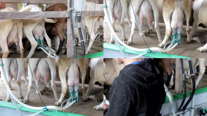 自动挤奶机在农场挤奶山羊