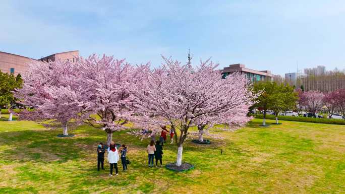 实拍游客樱花树下赏樱