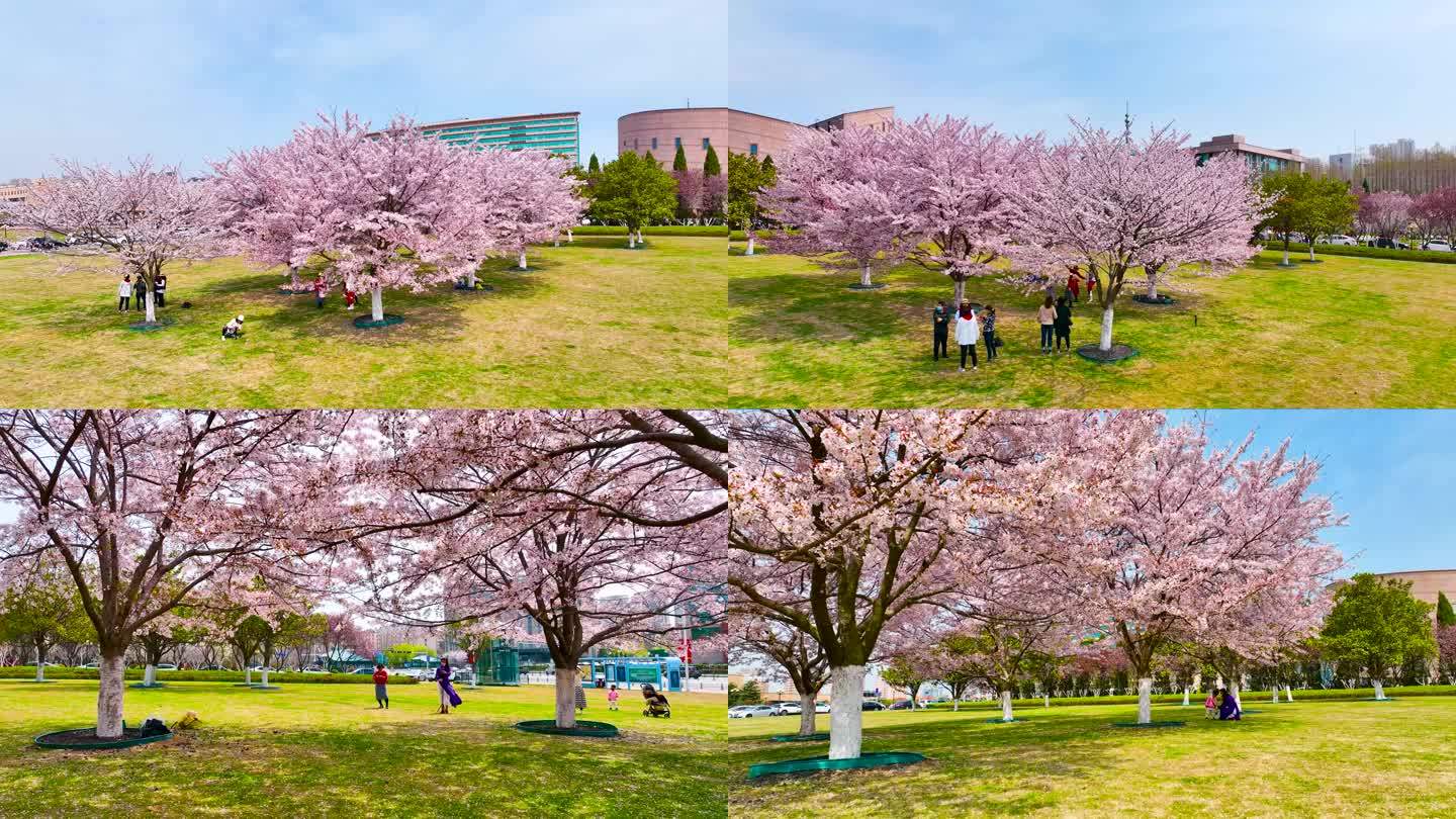 实拍游客樱花树下赏樱
