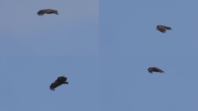 灰质秃鹫 (Aegypius monachus)