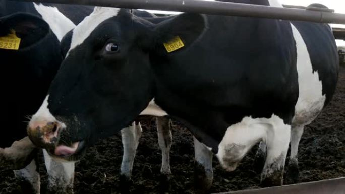一只年轻的无角黑白母牛在夏天从木制喂食器上吃干草时闻到相机的滑稽景象