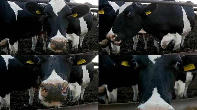 一只年轻的无角黑白母牛在夏天从木制喂食器上吃干草时闻到相机的滑稽景象