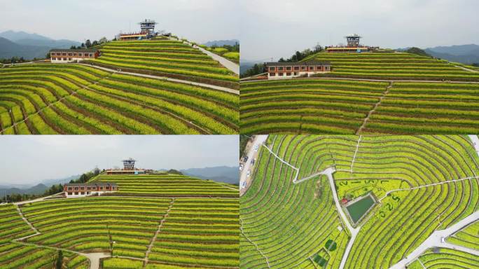 航拍江浙富阳黑山顶梯田油菜花田