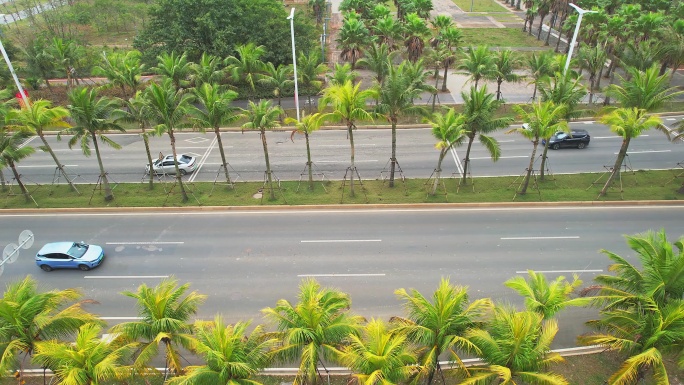 海南椰树城市道路
