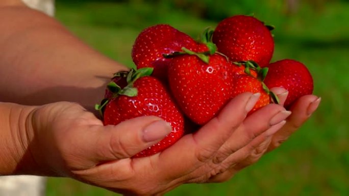 手里拿着鲜美的又大又鲜红的草莓