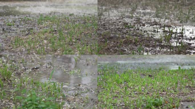 春天雨水灌溉浇水泥潭雨滴种子绿草木发芽