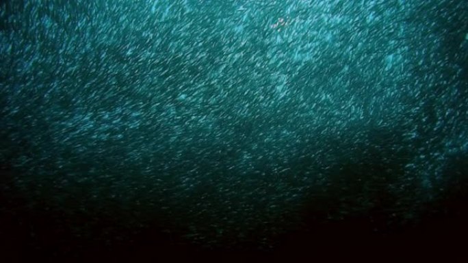 一群鱼的运动在水下形成形状。