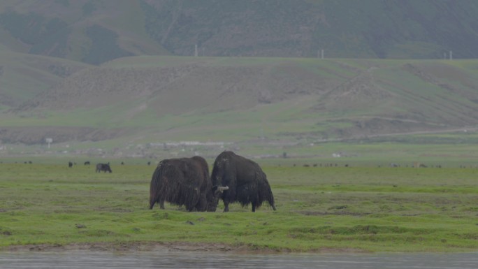 西藏牦牛 牦牛打架 凶悍的牦牛
