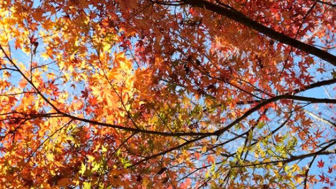 在东京观察到美丽的彩色秋叶或元宝枫