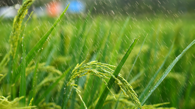 雨天稻田 水稻 稻穗 水稻丰收 水稻生长