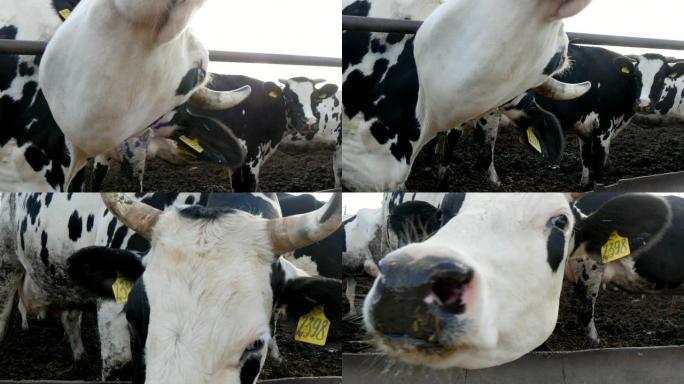 在夏天阳光明媚的日子里，在一个有很多牛的户外农场里，一只大牛的枪口闻到相机的味道，转头舔它的幽默景象