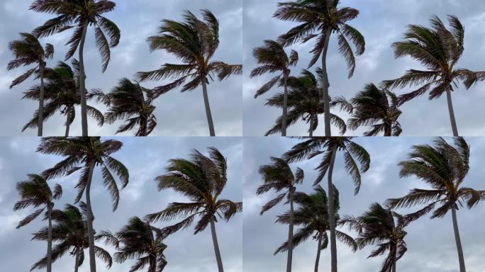 接近暴风云和棕榈树