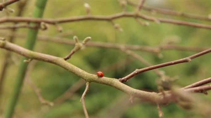 瓢虫在春季沿着木兰树的树枝和芽移动HD