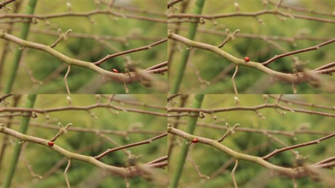 瓢虫在春季沿着木兰树的树枝和芽移动HD