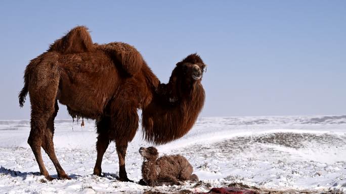 雪中骆驼 小骆驼 寒冷 恶略天气 生境