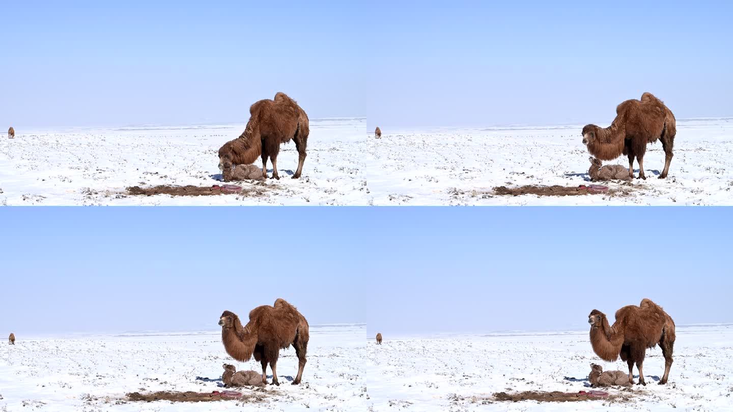 雪中骆驼 小骆驼 寒冷 恶略天气
