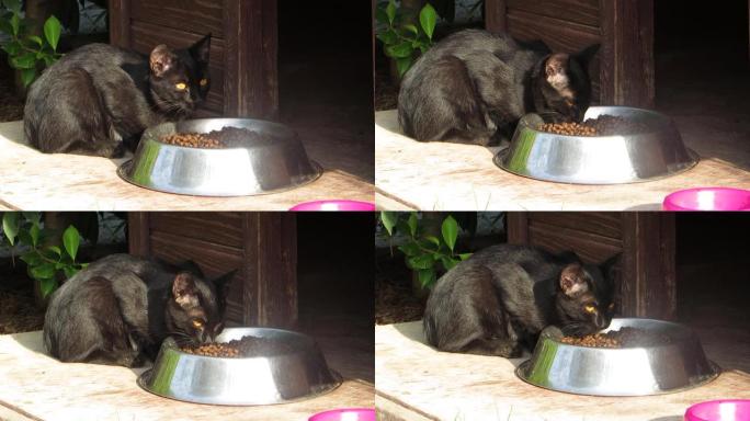 美丽的黑猫吃它的草料