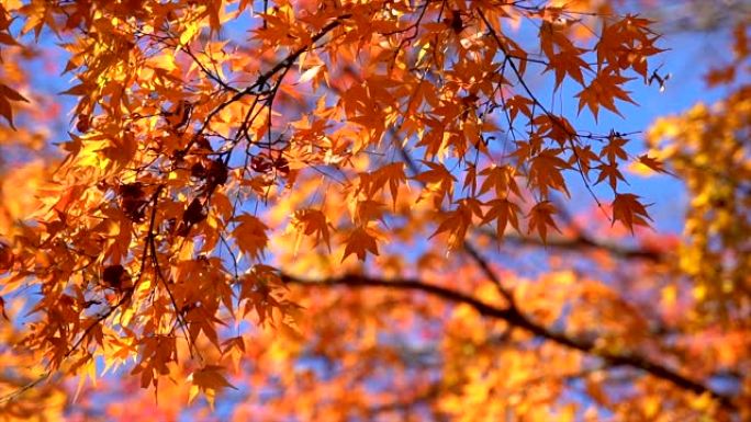 庐山的秋天枫叶