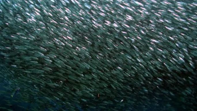 巨大的鱼群在水下的迁徙。
