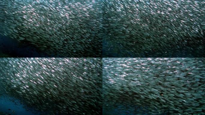 巨大的鱼群在水下的迁徙。