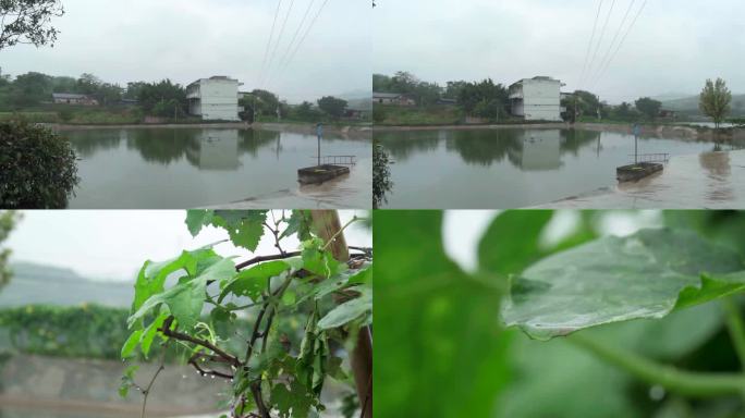 雨天湖畔绿植风光实拍