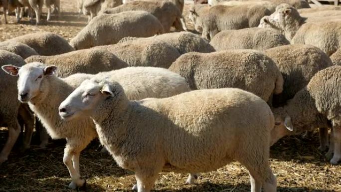 特写镜头: 夏季晴天，大型白羊在大型农场上站立，凝视，行走，躺卧和放牧黄色稻草。