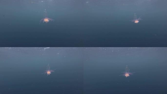 远洋虹吸团，呼啦裙虹吸团 (Physophora hydrostatica) 在雨中在水面下的蓝色水