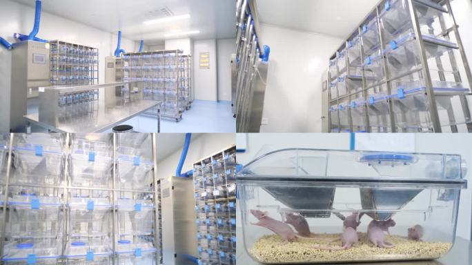 实验小白鼠研究研发药品药物生物工程实验室
