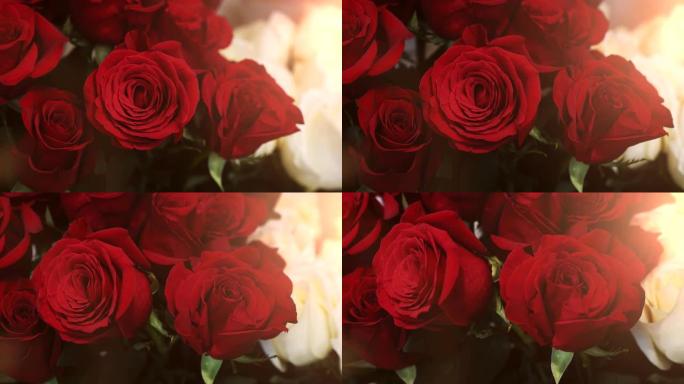 红玫瑰的浪漫特写镜头，花瓣脆弱，香气细腻，茎刺刺刺，放在精品店的桶中。它们看起来很棒，