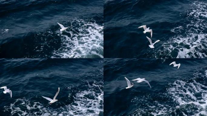 海鸥在高角度从渡轮上慢动作飞行