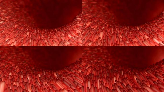 显微镜下肠道内逼真的红色绒毛。肠壁。微观绒毛和毛细血管。3d与患病肠的概念设计。胃肠系统疾病。4k