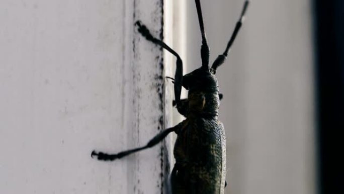 甲虫。甲虫在房子的窗户上爬行。