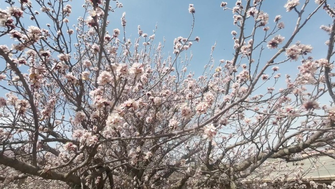 甘肃西北春天杏花花开季节