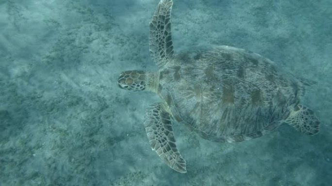 绿海龟从底部慢慢游到水面，呼吸并潜入底部，背景是蓝色的水。特写，4K/50fps