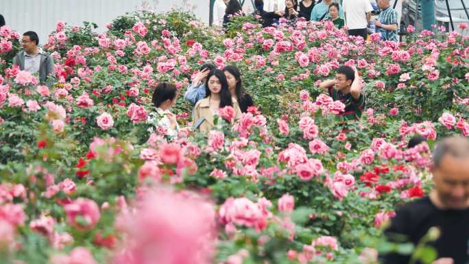 市民拍照打卡月季花蔷薇花玫瑰花