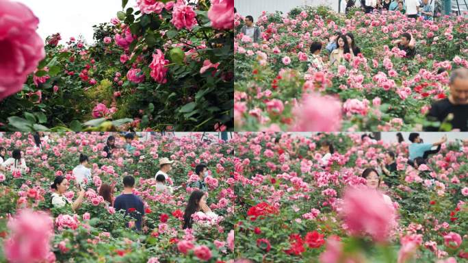 市民拍照打卡月季花蔷薇花玫瑰花