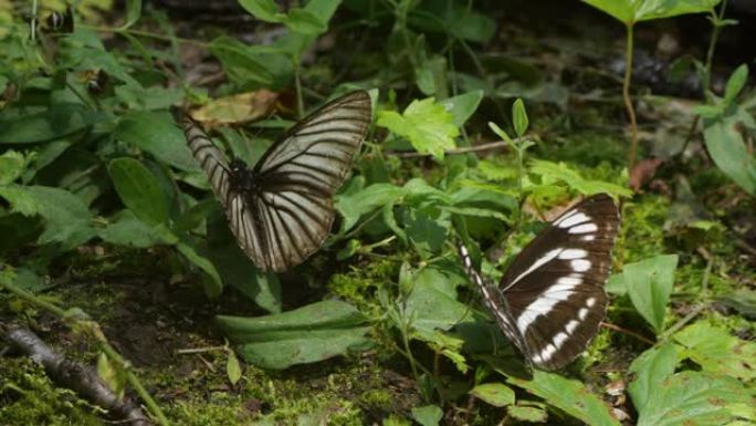 Limenitis camilla，(欧亚) 白色海军上将-兴安自然保护区